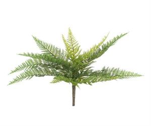 BUSH DI FELCE GREEN D.50