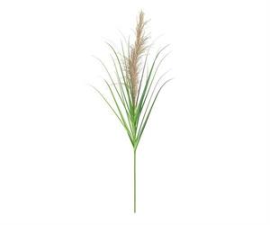 RAMO GRAMINACEA H.140