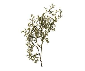 RAMO CON MUSCHIO CM. 90