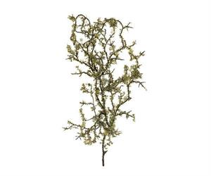 RAMO CON MUSCHIO CM. 60