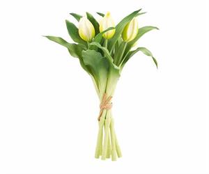 BUSH 7 TULIPANI WHITE CM.28