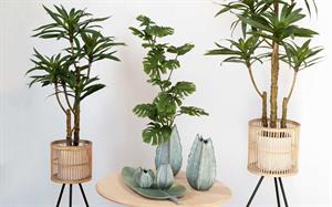 PIANTA DIEFFENBACHIA CON VASO H.90