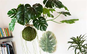 RAMO FOGLIA ESOTIC H.34