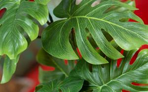 RAMO FOGLIA ESOTIC H.46