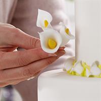 TAGLIAPASTA CALLA PZ.5