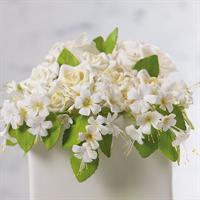 TAGLIAPASTA PETUNIA PZ.5