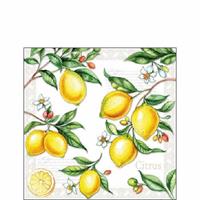 TOVAGLIOLI 25X25 3 VELI PZ.15 LIMONI