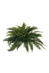 BUSH FELCE X 56 NATURAL GREEN