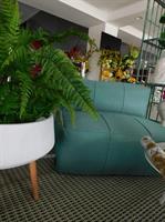 BUSH FELCE X 56 NATURAL GREEN