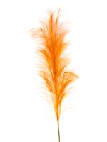 RAMO PIUME CM.122 H. ARANCIO