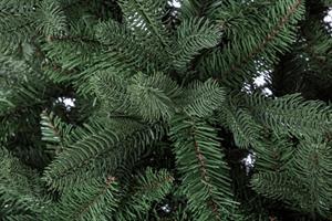 ALBERO N. FREJUS CM.210 (2229 RAMI)