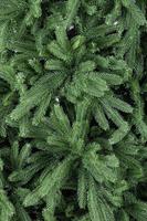 ALBERO N. TIROLO CM.240   (1270 RAMI)