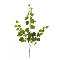 RAMO EDERA VERDE X 3