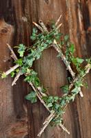 RAMO EDERA VERDE X 3