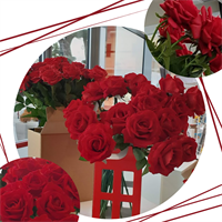 ROSA VELVET CM.42 RED