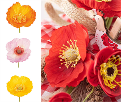 PICK PAPAVERO GIALLO PZ.12