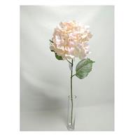 ORTENSIA BRILLANT ROSA  ANTICO